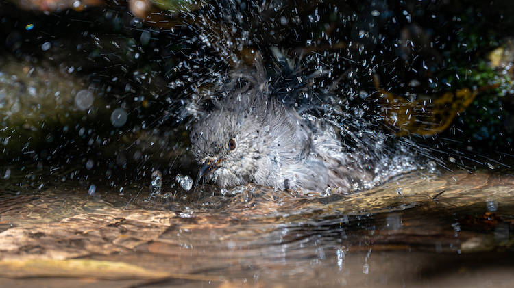 Splish Splash I Was Taking A Bath