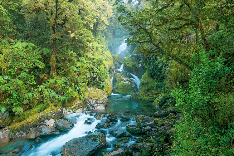 Milford Track Jungle